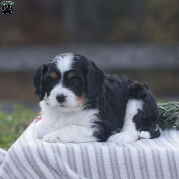 Harvey, Cavapoo Puppy